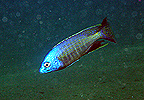 Nyassachromis microcephalus